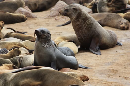 Namibian wild life, Cape Cross, dry season