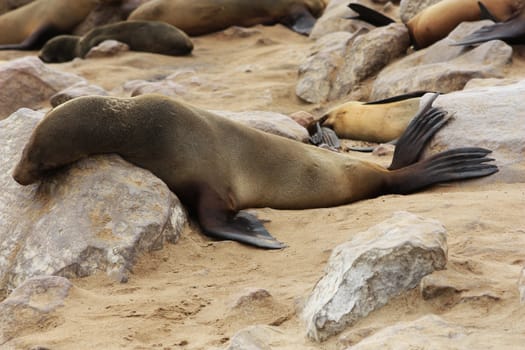 Namibian wild life, Cape Cross, dry season