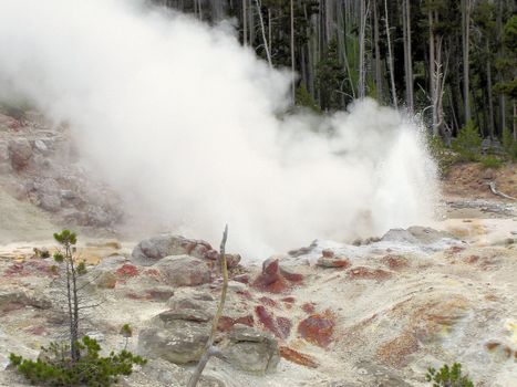 Yellowstone National Park View