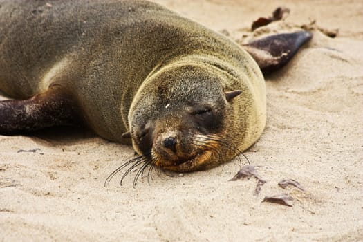 Namibian wild life, Cape Cross, dry season