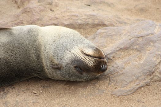 Brown Fur Seals (Arctocephalus pusillus) on Cape Cross, Namibia, Africa