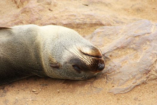 Namibian wild life, Cape Cross, dry season