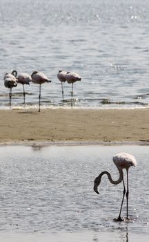 Namibian wild life, Walvis Bay , dry season