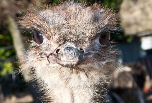 Ostrich portrait in Etosha National Park, Namibia