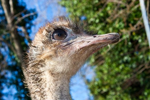 Ostrich portrait in Etosha National Park, Namibia