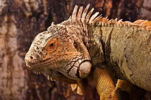 Geen Iguana: complete classification Iguana Iguana - Reptilia - Squamata - Saura