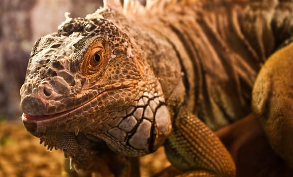 Geen Iguana: complete classification Iguana Iguana - Reptilia - Squamata - Saura