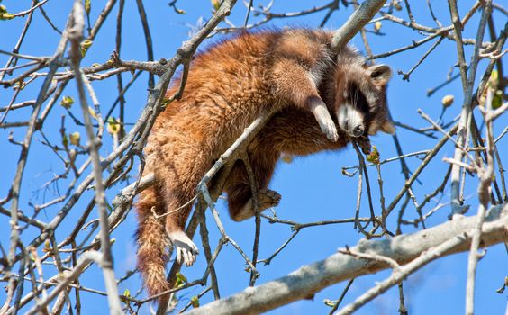 Procyon lotor Linnaeus: classification Mammalia - Placentalia - Carnivora - Fissipedia