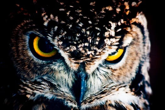 Small European owl, nocturnal bird of prey with hawk-like beak and claws and large head with front-facing eyes