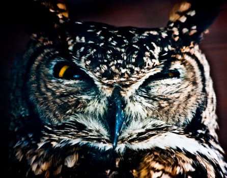 Small European owl, nocturnal bird of prey with hawk-like beak and claws and large head with front-facing eyes