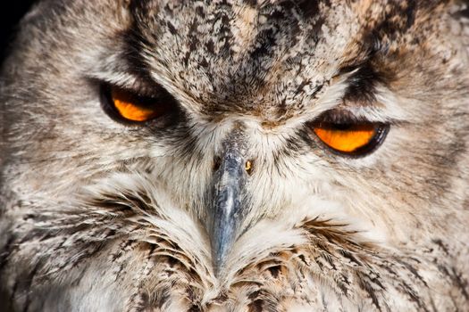 Royal owl: complete classification Bubo Bubo - Aves - Neognata - Strigiformes - Striginae