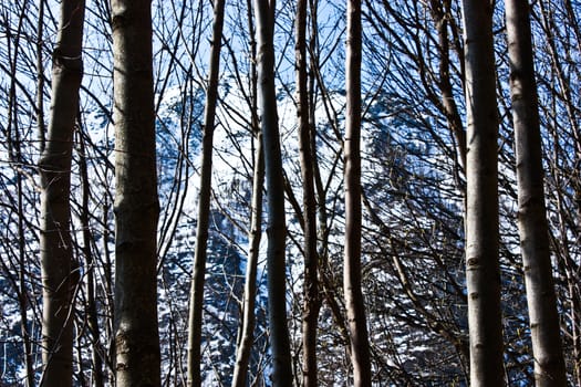 Beutiful Alps view through the forest, good for wallpaper