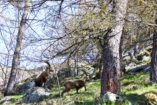 Two capra ibex in Parco del Gran Paradiso, Italy. Males during love season.