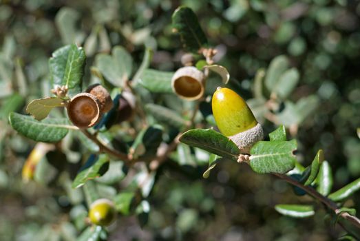 Acorn ripening on tree against lush background