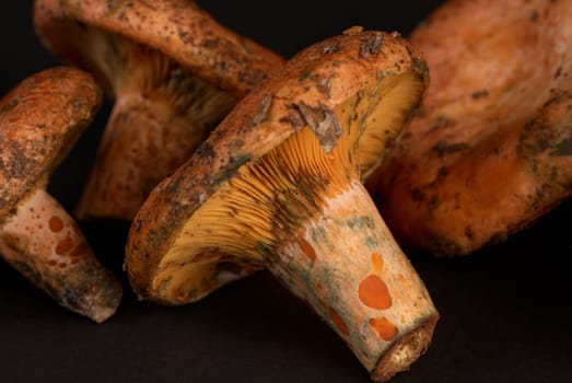 Red pine mushroom, also known as saffron milk cap