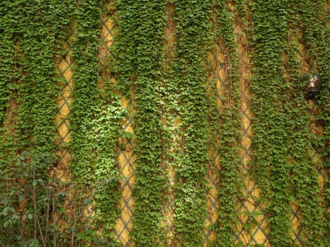 Green ivy wall useful as a background