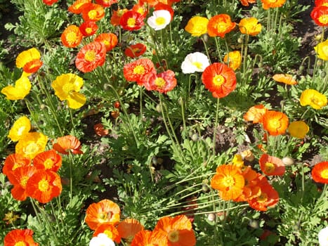 Flower bed of red and yellow papavers