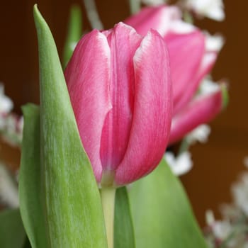 Red tulip flower over a blurred backround
