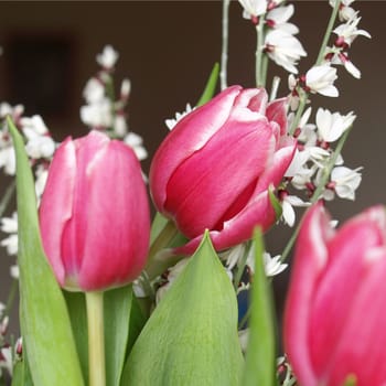 Red tulip flower over a blurred backround