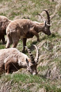 Gran Paradiso Park, Italy.  Capra Ibex in May.