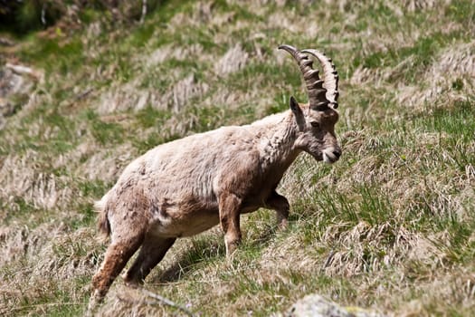 Gran Paradiso Park, Italy.  Capra Ibex in May.