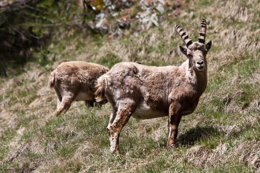 Gran Paradiso Park, Italy.  Capra Ibex in May.
