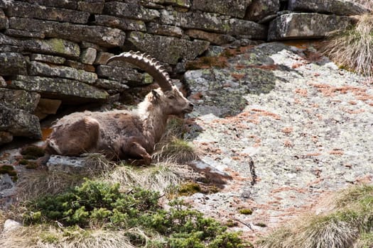 Gran Paradiso Park, Italy.  Capra Ibex in May.