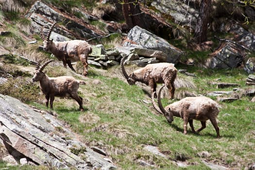 Gran Paradiso Park, Italy.  Capra Ibex in May.