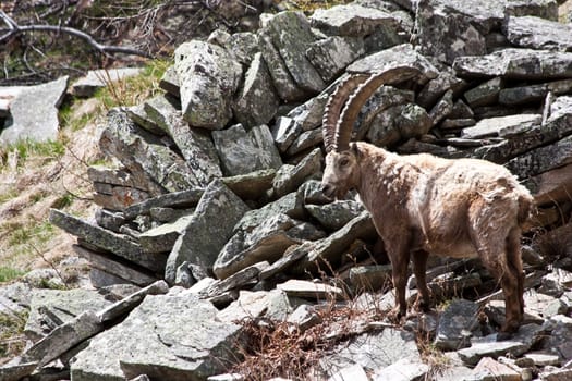 Gran Paradiso Park, Italy.  Capra Ibex in May.