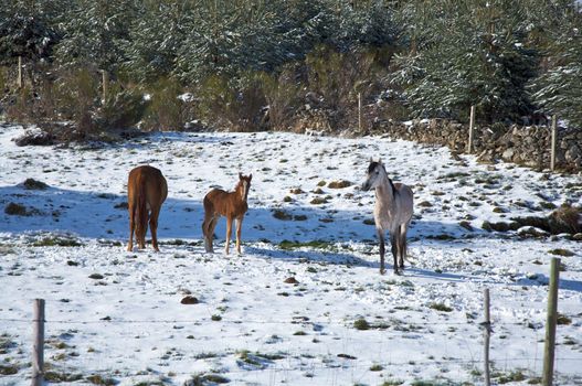 horses on snow country at gredos mountains in avila spain