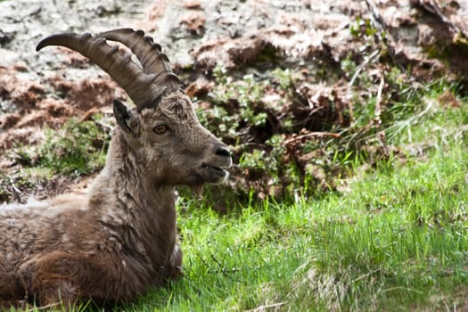 Gran Paradiso Park, Italy.  Capra Ibex in May.