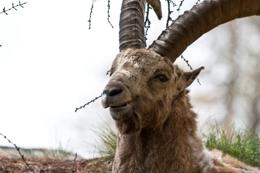 Gran Paradiso Park, Italy.  Capra Ibex in May.