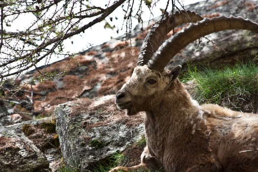 Gran Paradiso Park, Italy.  Capra Ibex in May.