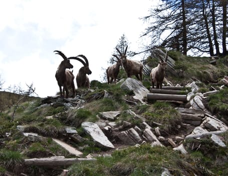 Gran Paradiso Park, Italy.  Capra Ibex in May.