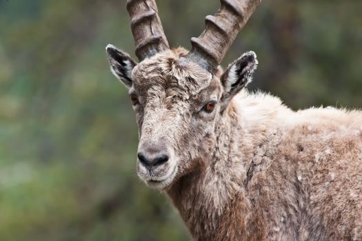 Gran Paradiso Park, Italy.  Capra Ibex in May.