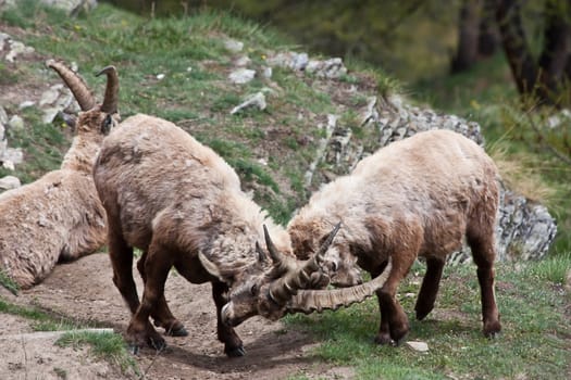 Gran Paradiso Park, Italy.  Capra Ibex in May.