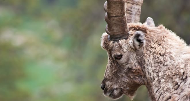 Gran Paradiso Park, Italy.  Capra Ibex in May.