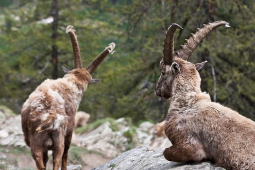Gran Paradiso Park, Italy.  Capra Ibex in May.