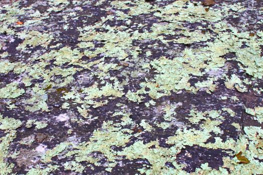 Lichen covers parts of a rock in Alabama.