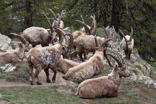 Gran Paradiso Park, Italy.  Capra Ibex in May.