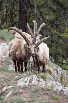 Gran Paradiso Park, Italy.  Capra Ibex in May.
