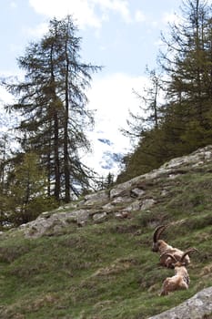 Gran Paradiso Park, Italy.  Capra Ibex in May.