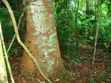 Tropical rainforest of Barron Gorge National Park near Kuranda, Australia.