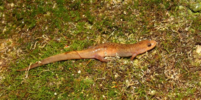 Dusky Salamander (Desmognathus conanti) near Cane Creek in northern Alabama.