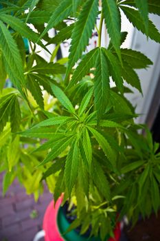 Marijuana plant in Amsterdam, close to a smart drugs shop