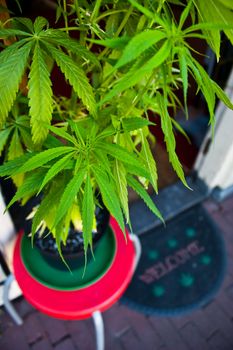 Marijuana plant in Amsterdam, close to a smart drugs shop