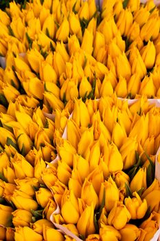 Detail of Amsterdam flowers market: the best tulips of the world