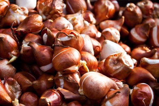 Detail of tulips bulbs in Amsterdam flowers market
