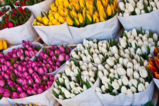 Detail of Amsterdam flowers market: the best tulips of the world