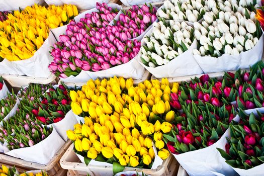 Detail of Amsterdam flowers market: the best tulips of the world